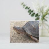 Ostkasten-Schildkröte (gefährdete Arten) Postkarte (Stehend Vorderseite)