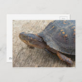 Ostkasten-Schildkröte (gefährdete Arten) Postkarte (Vorne/Hinten)