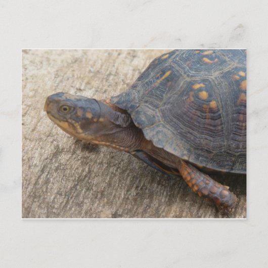 Ostkasten-Schildkröte (gefährdete Arten) Postkarte (Vorderseite)