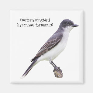 OstKingbird Magnet