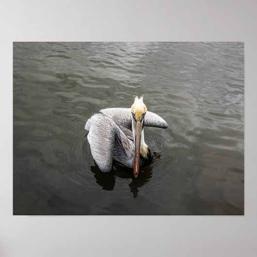 Ostküste Pelican (Matte) Poster (Vorne)