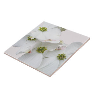 Östliche Dogwood-Blüten - Cornus florida Fliese