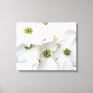 Östliche Dogwood-Blüten - Cornus florida Leinwanddruck