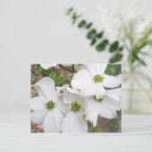 Östliche Dogwood-Blüten - Cornus florida Postkarte (Stehend Vorderseite)