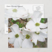 Östliche Dogwood-Blüten - Cornus florida Postkarte (Vorne/Hinten)