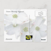 Östliche Dogwood-Blüten - Cornus florida Postkarte (Rückseite)