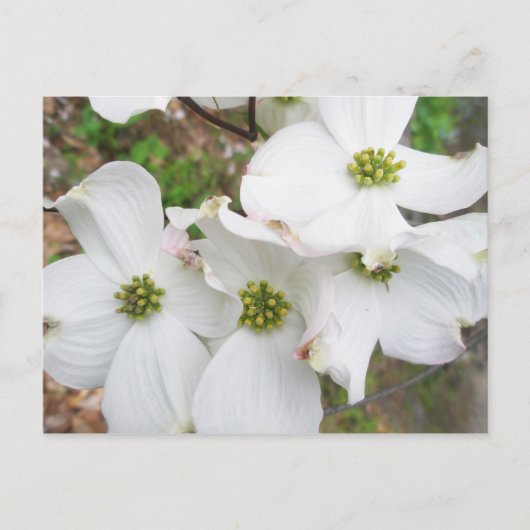 Östliche Dogwood-Blüten - Cornus florida Postkarte (Vorderseite)