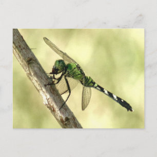Östliche Gondelschwärmerin Postcard Postkarte