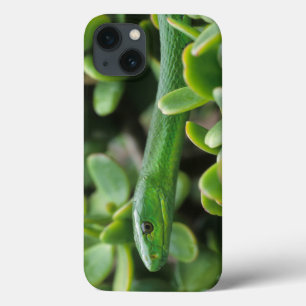 Östliche Grüne Mamba (Dendroaspis angusticeps) Case-Mate iPhone Hülle
