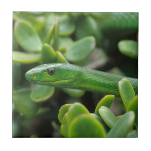 Östliche Grüne Mamba (Dendroaspis angusticeps) Fliese