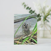 Östliche Mit Augen Elater Klicken Sie auf Käfer -  Postkarte (Stehend Vorderseite)