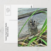 Östliche Mit Augen Elater Klicken Sie auf Käfer -  Postkarte (Vorne/Hinten)