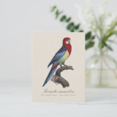 Östliche Rosella oder Platycercus eximius Sittich Postkarte (Stehend Vorderseite)