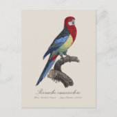 Östliche Rosella oder Platycercus eximius Sittich Postkarte (Vorderseite)