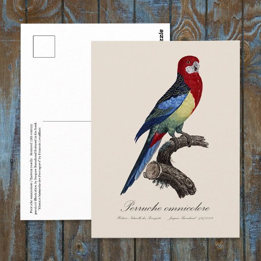 Östliche Rosella oder Platycercus eximius Sittich Postkarte