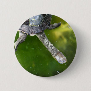 Östliche Schlange-Necked Schildkröte Button