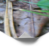 Östliche Strumpfbandnatter bei Cape Cod Poster (Ecke)
