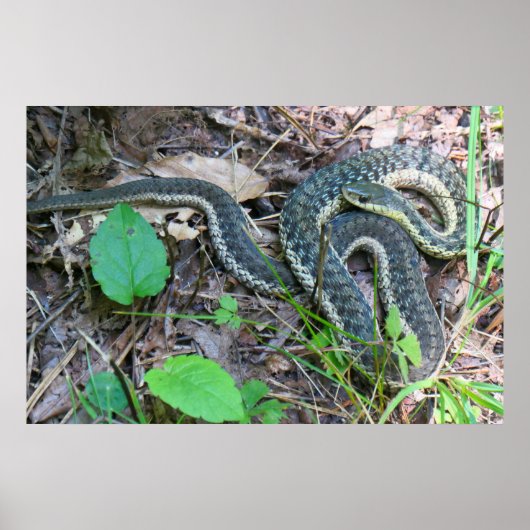 Östliche Strumpfbandnatter bei Cape Cod Poster (Vorne)