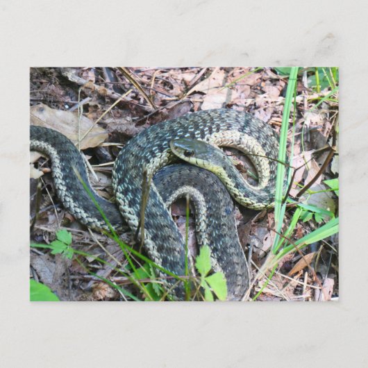 Östliche Strumpfbandnatter bei Cape Cod Postkarte (Vorderseite)