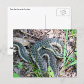 Östliche Strumpfbandnatter bei Cape Cod Postkarte (Vorne/Hinten)
