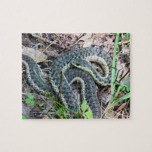 Östliche Strumpfbandnatter bei Cape Cod Puzzle