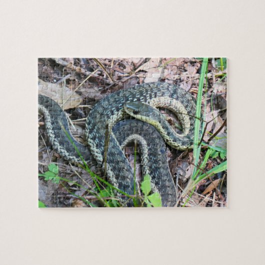 Östliche Strumpfbandnatter bei Cape Cod Puzzle (Horizontal)