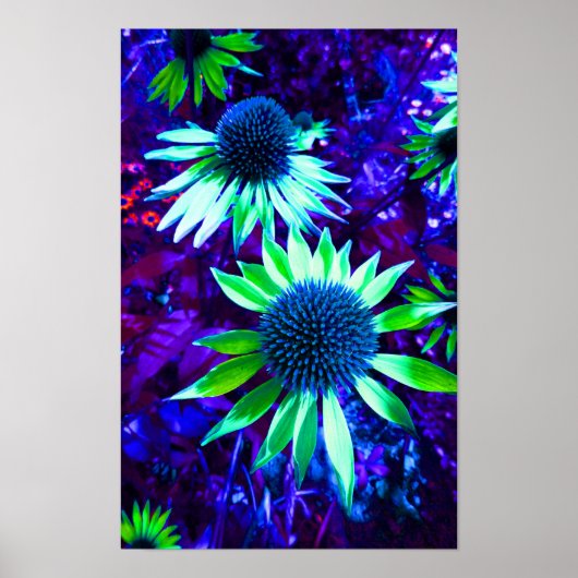 Östliche Wiesenblume Poster (Vorne)