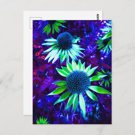 Östliche Wiesenblume Postkarte (Vorne/Hinten)