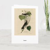 Östlicher Kingbird von Audubons Vögeln in Amerika Karte (Rückseite)