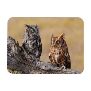 Östlicher Schreieule beim Nisten im Baum Magnet
