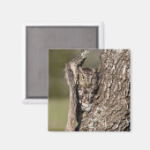 Östlicher Schreieule Magnet (Vorderseite/Rückseite)