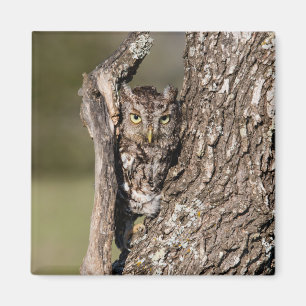Östlicher Schreieule Magnet