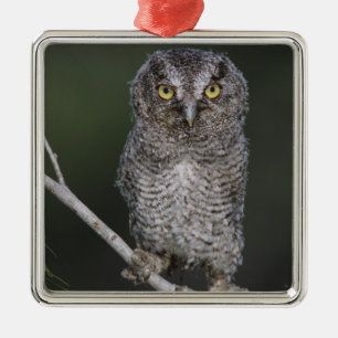 Östlicher Schreieule, Megascops asio, Otus 2 Silbernes Ornament