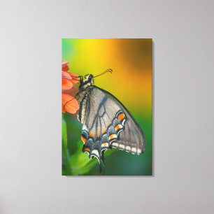 Östlicher-Tigerschwalbenschmetterling Leinwanddruck