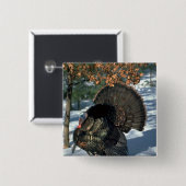 Östlicher wilder Truthahn, enormer Gobbler in der Button (Vorne & Hinten)