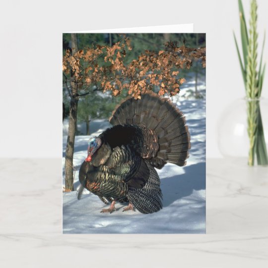 Ostlicher Wilder Truthahn Enormer Gobbler In Der Feiertagskarte Zazzle De