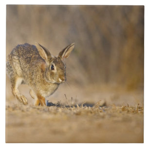 Östliches Baumwollschwanzkaninchen hoppelt Fliese