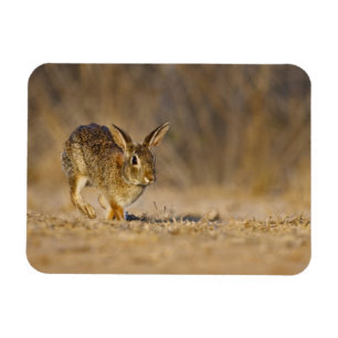 Östliches Baumwollschwanzkaninchen hoppelt Magnet