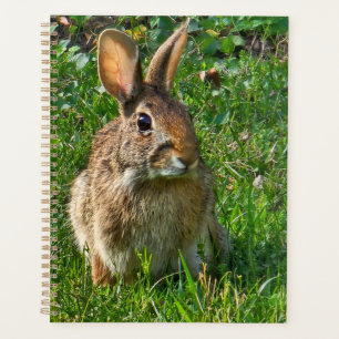 Östliches Baumwollschwanzkaninchen Planer
