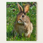 Östliches Baumwollschwanzkaninchen Planer (Rückseite)