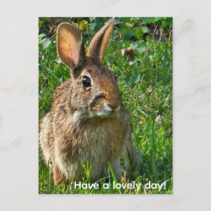 Östliches Baumwollschwanzkaninchen Postkarte