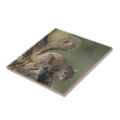 Östliches Grauhörnchen, oder Grauhörnchen Fliese (Seite)