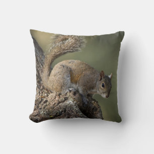 Östliches Grauhörnchen, oder Grauhörnchen Kissen