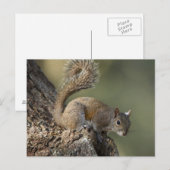 Östliches Grauhörnchen, oder Grauhörnchen Postkarte (Vorne/Hinten)