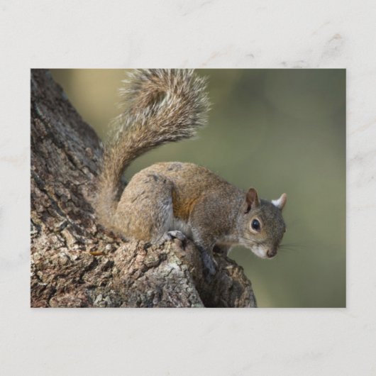 Östliches Grauhörnchen, oder Grauhörnchen Postkarte (Vorderseite)