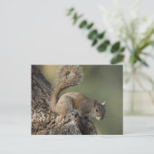 Östliches Grauhörnchen, oder Grauhörnchen Postkarte (Stehend Vorderseite)