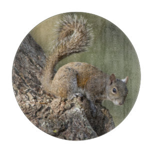 Östliches Grauhörnchen, oder Grauhörnchen Schneidebrett