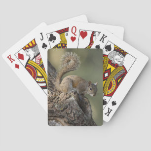 Östliches Grauhörnchen, oder Grauhörnchen Spielkarten