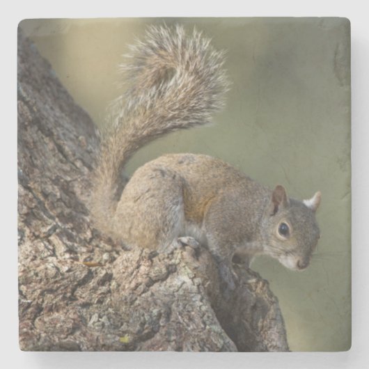 Östliches Grauhörnchen, oder Grauhörnchen Steinuntersetzer (Vorderseite)