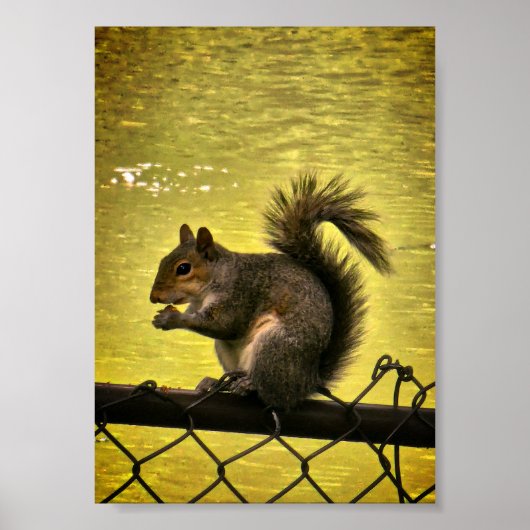 Östliches Grauhörnchen (Sciurus carolinensis) Poster (Vorne)